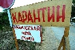 «Агроком» вывез с карантинной территории 3 тысячи своих свиней