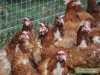 В Чечне открываются две птицефабрики