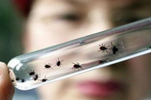 В Ростовской области ветеринары проверяют сельскохозяйственных животных на наличие генома вируса КГЛ