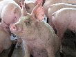 Запрет на поставки белорусской свинины в РФ продлен, но стороны надеются, что это ненадолго.