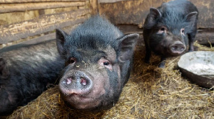 У владельца «Кристалл-Лефортово» отсуживают агрохолдинг