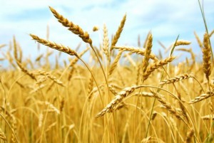 Минсельхоз РФ: цены на зерно в России продолжают укрепляться