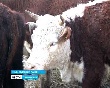 Проблемы животноводства в Оренбуржье