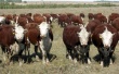 Фермерские герефорды. КФХ Иркутской области делают ставку на мясное животноводство
