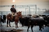 Потомственный ковбой из Оклахомы Энтони Стидхэм поможет Путину бороться с импортом говядины из США