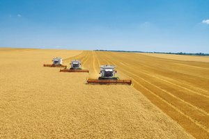 Россия наладит импорт пшеницы и животноводческой продукции в Палестину