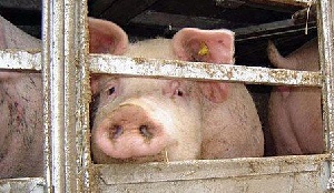  В компании Агротек считают, что жители Лесного только выиграют от близости к свинокомплексу 