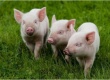 Поголовье свиней в Беларуси не растет
