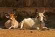  Приблизительно 2 миллиона голов рогатого скота ежегодно ввозятся контрабандой в Бангладеш из Индии