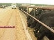 В Липецке обсудили перспективы развития мясного скотоводства страны