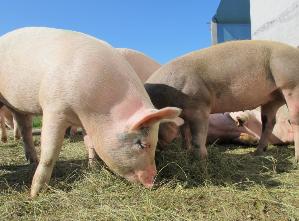 Чума свиней набирает обороты. Ситуация АЧС в мире в последнее время вызывает серьезные опасения