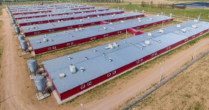 Восточно-Сибирский свинокомплекс готов накормить Бурятию охлажденным мясом