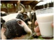 В Мурманской области коров стало больше, а молока меньше