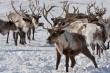 Ямальским властям отказали в поставке оленей на 165 миллионов