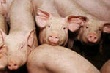 Угрозу африканской чумы свиней нельзя игнорировать