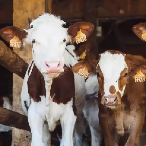 В Татарстане начали применять ЭКО коров