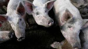 За пособничество больным свиньям оштрафуют на миллион