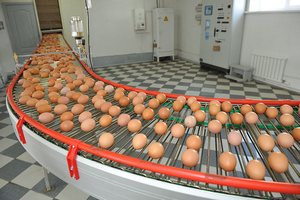 В Эстонии отзывают 1,3 млн яиц из-за сальмонеллы В Эстонии отзывают 1,3 млн яиц из-за сальмонеллы