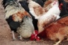 РФ и США выходят на договоренности по поставкам куриного мяса