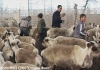 План выполнен. В совхозе «Антипаютинский» завершилась забойная кампания