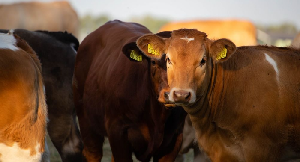 Будущее в мясном скотоводстве за рынком продавцов маточного поголовья КРС