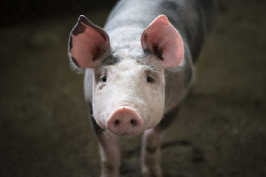США предложили 3 ключевых стратегии для свиноферм во времена коронавируса