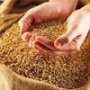 Саратовские предприятия начали закупать зерно интервенционного фонда