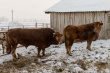 В Хакасии вывели новую мясную породу коров