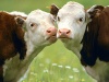 Марий Эл: подведены итоги развития животноводства в 2011 году
