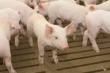 На территории бывшей магаданской птицефабрики появится свинокомплекс