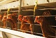 ХМАО будет приватизировать птицефабрики по отдельности ХМАО будет приватизировать птицефабрики по отдельности
