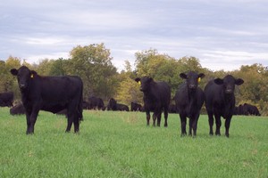 В Калининградской области набирает темпы развитие мясного скотоводства