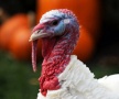 Подозрение вспышки птичьего гриппа – забито 1500 животных