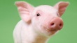 Вьетнам открыл рынок для свинины из Ирландии