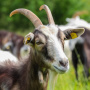 В России действуют новые правила содержания овец и коз