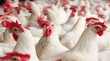 Иран готов поставлять в Россию по 120 тыс. тонн курятины в год