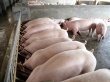 Курская область: В Щигровском районе на базе бывшего свинокомплекса занимаются откормом свиней