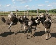 Горячий Ключ отправит на «Кубанскую ярмарку - 2011» коров, страусов и кроликов