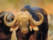 Индия: Экспорт буйволиного мяса растет