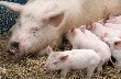 На Орловщине выросло производство мяса На Орловщине выросло производство мяса