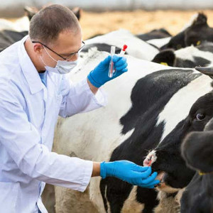Минсельхоз оценил последствия запрета на вывоз мяса из региона Минсельхоз оценил последствия запрета на вывоз мяса из региона