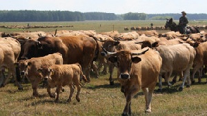 В Австралии выросли цены на скот