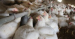 В Великобритании из-за вспышек COVID-19 уничтожат сотни тысяч цыплят В Великобритании из-за вспышек COVID-19 уничтожат сотни тысяч цыплят