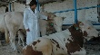 В хозяйствах Липецкой области растет поголовье скота