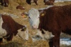 Власти озаботились производством экологических продуктов питания