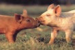 Норвежская RBPI готова выкупить свиней у нижегородских аграриев, чтобы уберечься от АЧС  