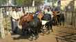 Зимбабве готовится начать поставки говядины в Россию