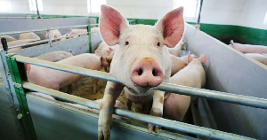 До конца года «Дымов» запустит новую свиноферму в Ивановской области