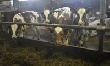 Фермерские хозяйства Ленобласти развиваются. Несмотря на импортную свинину и местных медведей