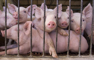 Свинокомплекс «Надеево» выкупила фирма из Владимира